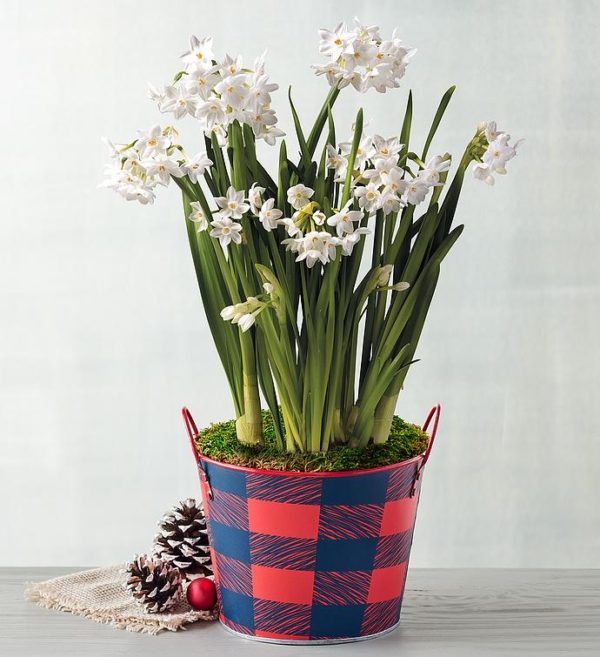 Paperwhites Bulb Garden In Gift Tin, Blooming Plants, Gifts by Harry & David