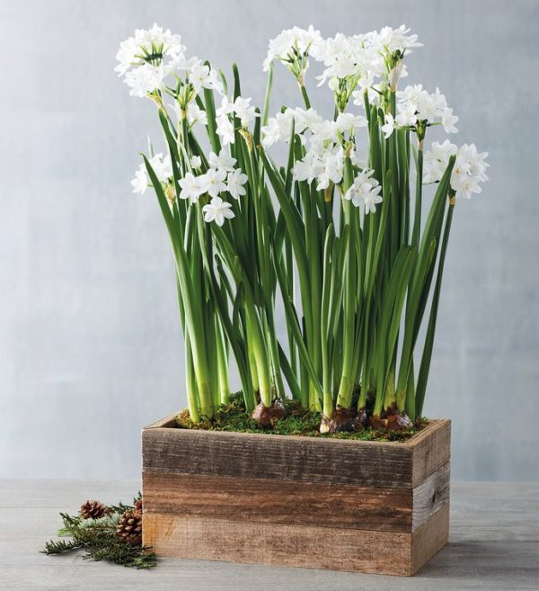 Paperwhites Bulb Garden In Reclaimed Wood Box, Blooming Plants, Flowers by Harry & David