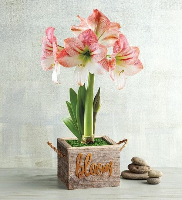 Apple Blossom Amaryllis, Blooming Plants, Flowers by Harry & David