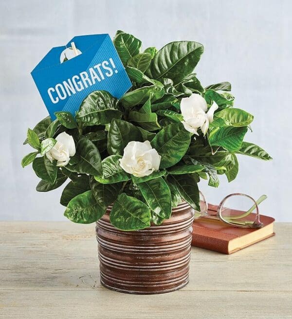 Congratulations Gardenia, Blooming Plants, Flowers by Harry & David