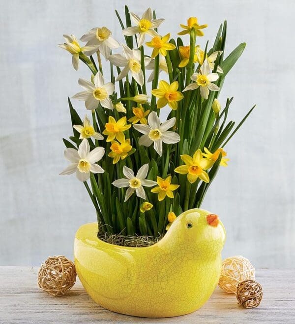Daffodil Bulb Garden In Chick Planter, Blooming Plants, Flowers by Harry & David