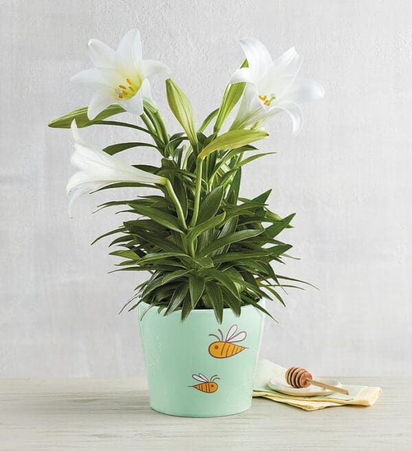 Easter Lily, Blooming Plants, Flowers by Harry & David