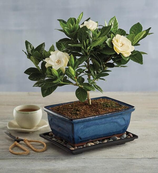 Gardenia Bonsai Tree Gift, Topiaries Bonsai, Gifts by Harry & David