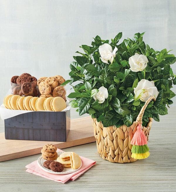 Gardenia With Cookies, Blooming Plants, Flowers by Harry & David