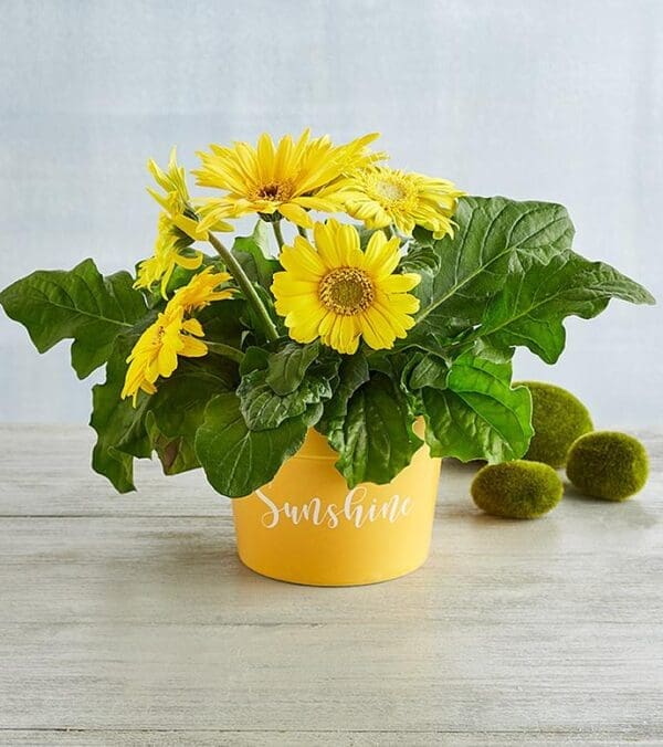 Gerbera Daisy Plant Gift, Blooming Plants, Gifts by Harry & David