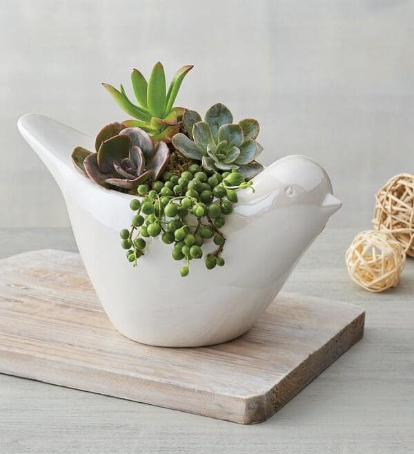 Succulents In Dove Planter, Flowers by Harry & David