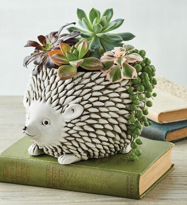 Succulents In Hedgehog Planter, Flowers by Harry & David