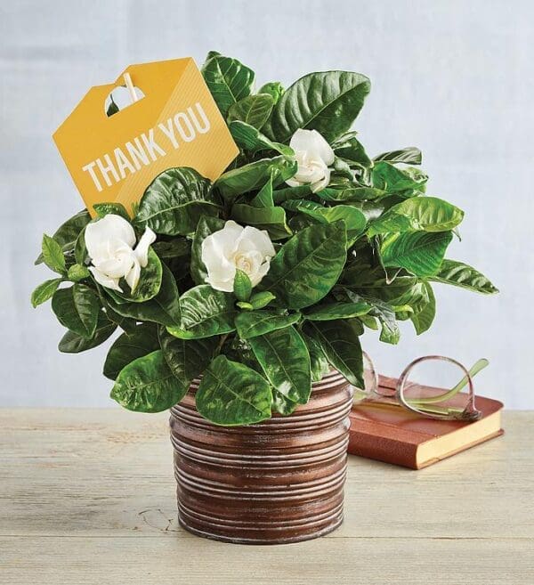 Thank You Gardenia, Blooming Plants, Flowers by Harry & David