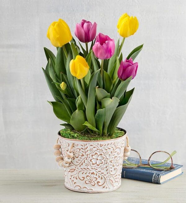 Yellow And Pink Tulip Bulb Garden, Blooming Plants, Flowers by Harry & David