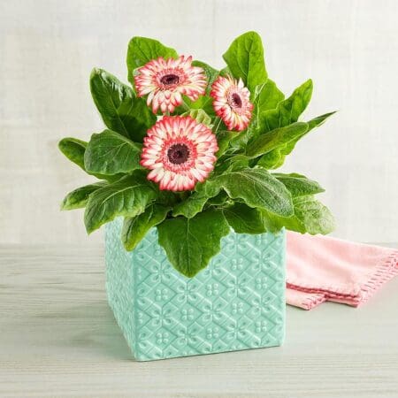 Pink Gerbera Daisy Plant Gift, Gifts by Harry & David