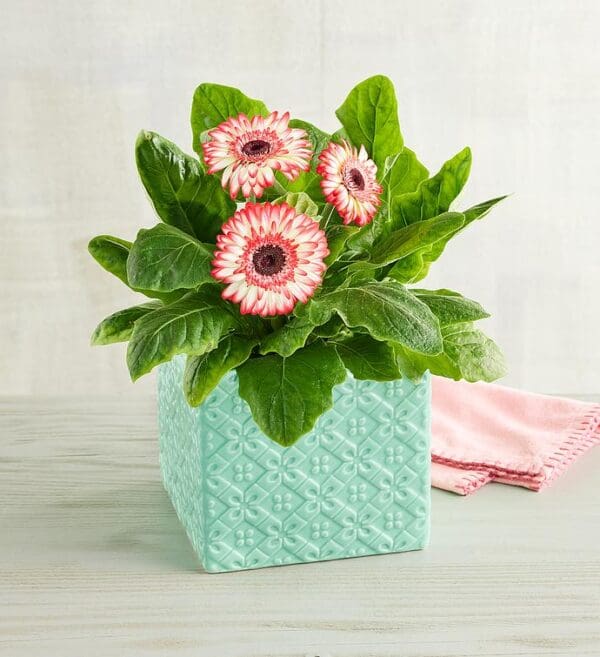 Pink Gerbera Daisy Plant Gift, Gifts by Harry & David