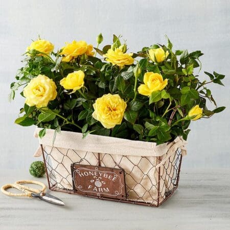 Sunny Honeybee Yellow Mini Rose Duo, Flowers by Harry & David